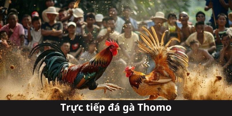 Đá Gà Thomo Trực Tiếp - Chinh Phục Giải Trí Đỉnh Cao Tại w88