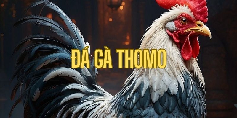 Đá Gà Thomo - Tham Gia Ngay Võ Đài Chọi Kê Hot Nhất Năm 2025
