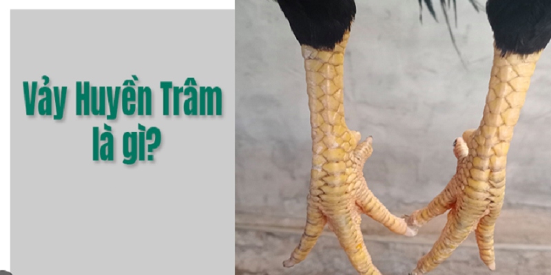 Vảy Gà Huyền Trâm: Bí Quyết Nuôi Diễn Và Điều Cần Lưu Ý